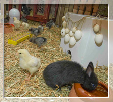 Corralito de Pascua